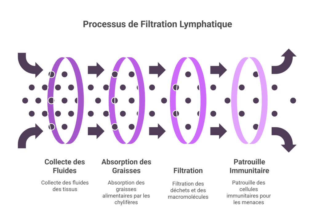 la lymphe, ce grand système d’élimination qu’on sous-estime