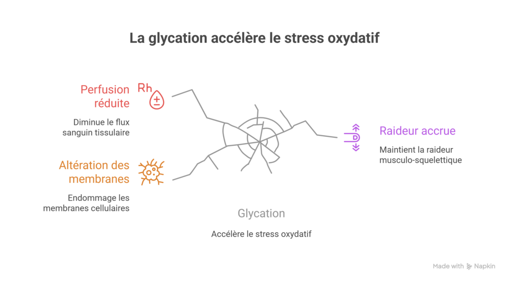 Le cercle vicieux de la glycation - visual selection