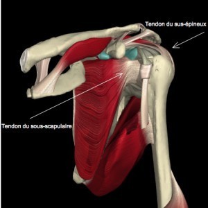 TENDINOPATHIES DE LA COIFFE DES ROTATEURS : PHYSIOPATHOLOGIE ET PRISE EN CHARGE BASÉE SUR LES PREUVES