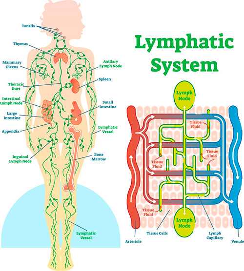 Système et drainage lymphatique | Kiné Formations