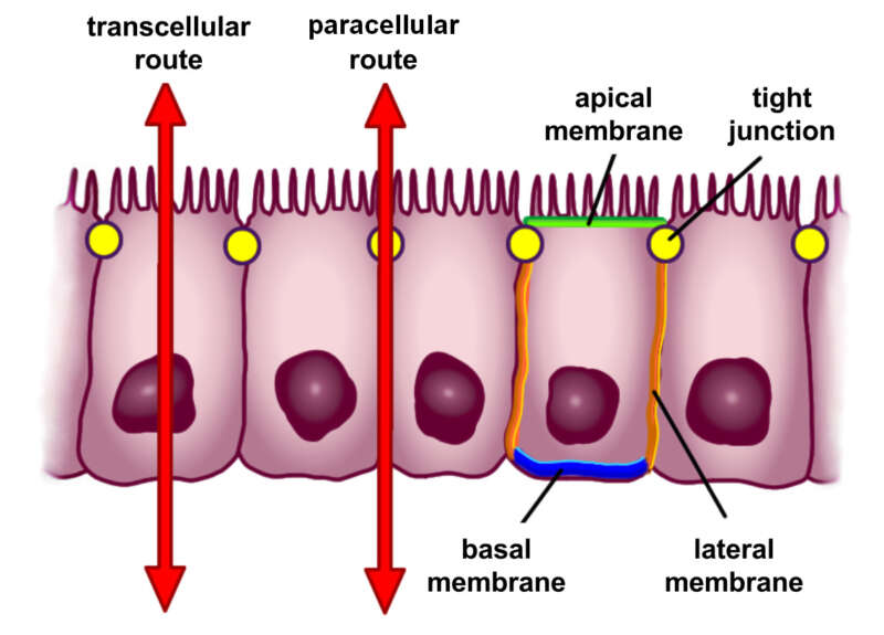  la perméabilité intestinale. 