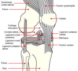 Diagramme_genou_couleur (1)