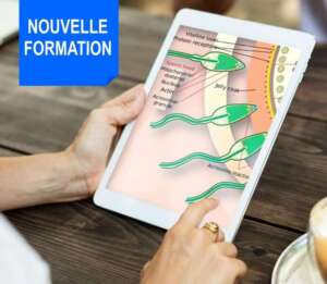 Formation en ligne spermatogénèse