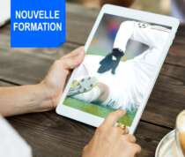 Formation kine sport franck le gall pubalgie
