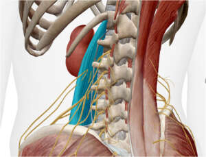 Ilio – Psoas : Abord thérapeutique selon la technique Jones Strain – Counterstrain