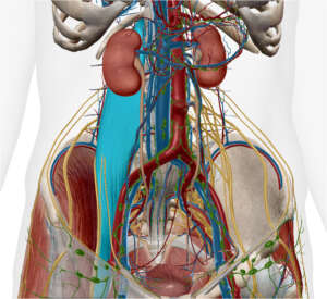 Ilio – Psoas : Abord thérapeutique selon la technique Jones Strain – Counterstrain