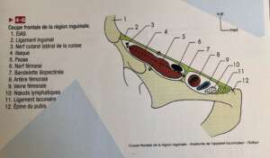 coupe frontale psoas