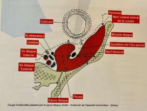 coupe horizontale psoas