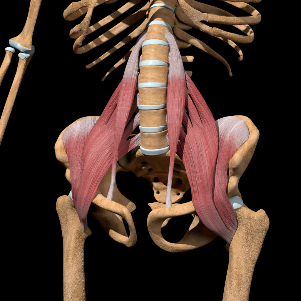 Nos connaissances de kinés sur l’ilio-psoas