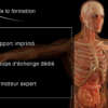 Dissection