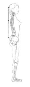 Un bon alignement occipital-région dorsal-sacrum