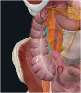 Le colon ascendant est unviscère contractile 