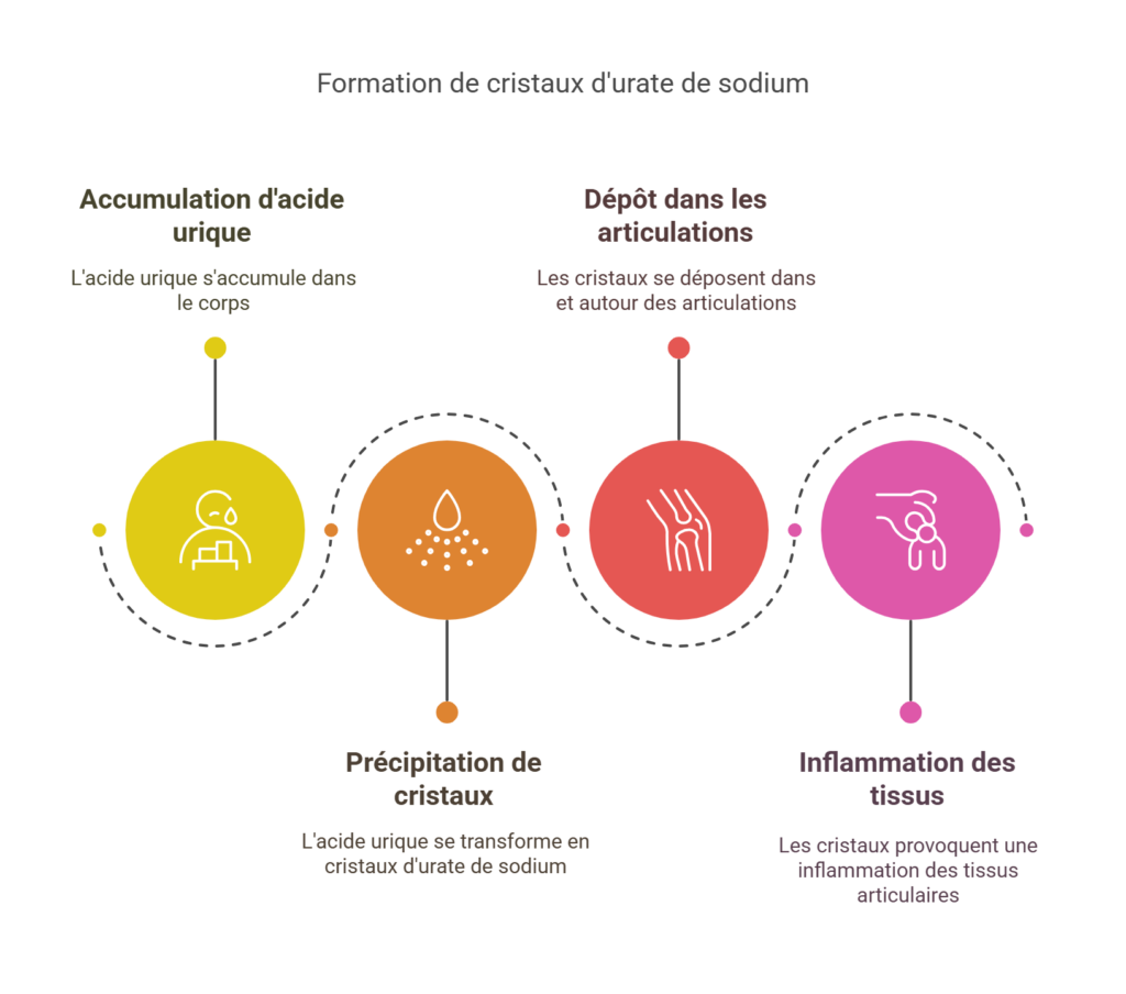 Lorsque l’organisme ne parvient plus à éliminer cet acide urique – soit par excès d’apport, soit par dysfonction digestive ou rénale –, il s’accumule.